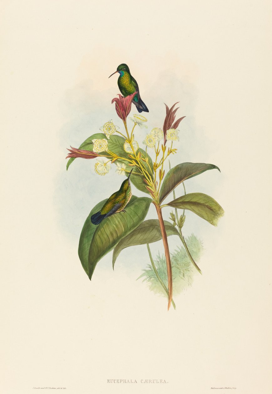 Eucephala caerulea (Blaukehlsaphir) von John Gould and H.C. Richter