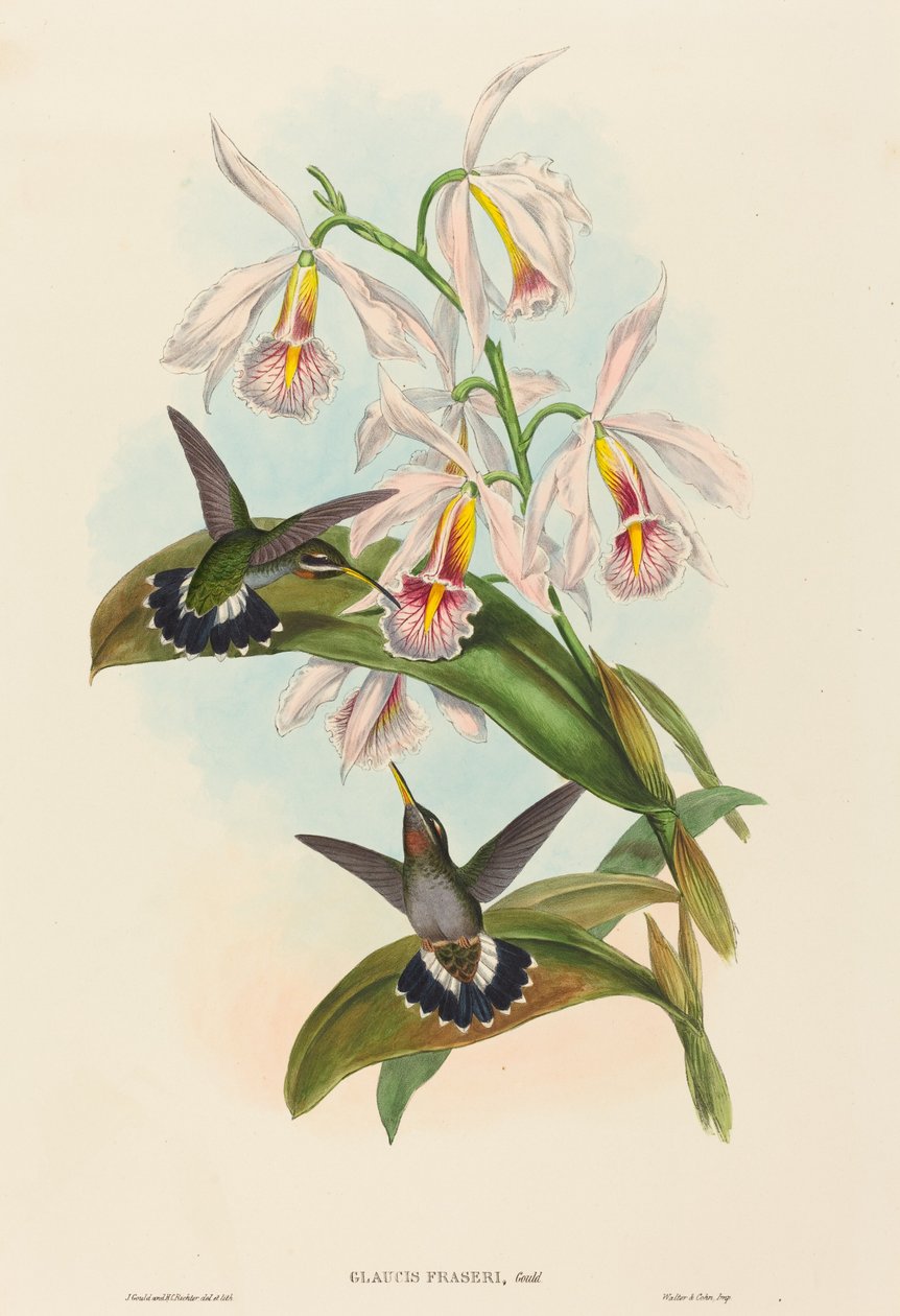 Glaucis fraseri (Frasers Bartkehlchen) von John Gould and H.C. Richter