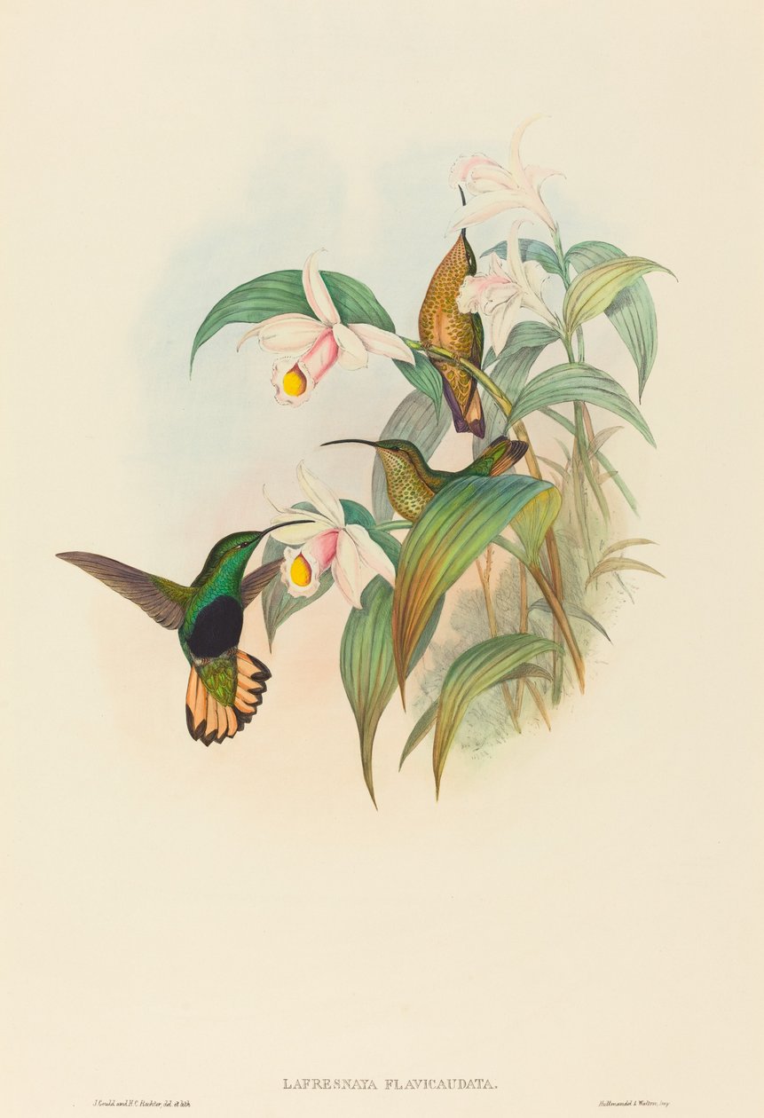 Lafresnaya flavicaudata (Gelbschwanz-Samtbrust) von John Gould and H.C. Richter