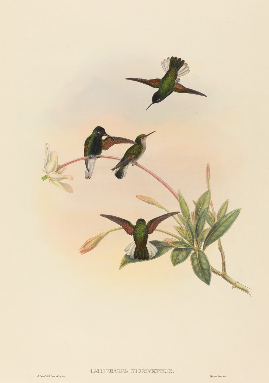 Callipharus nigriventris (Schwarzbauchkolibri) von John Gould and W. Hart