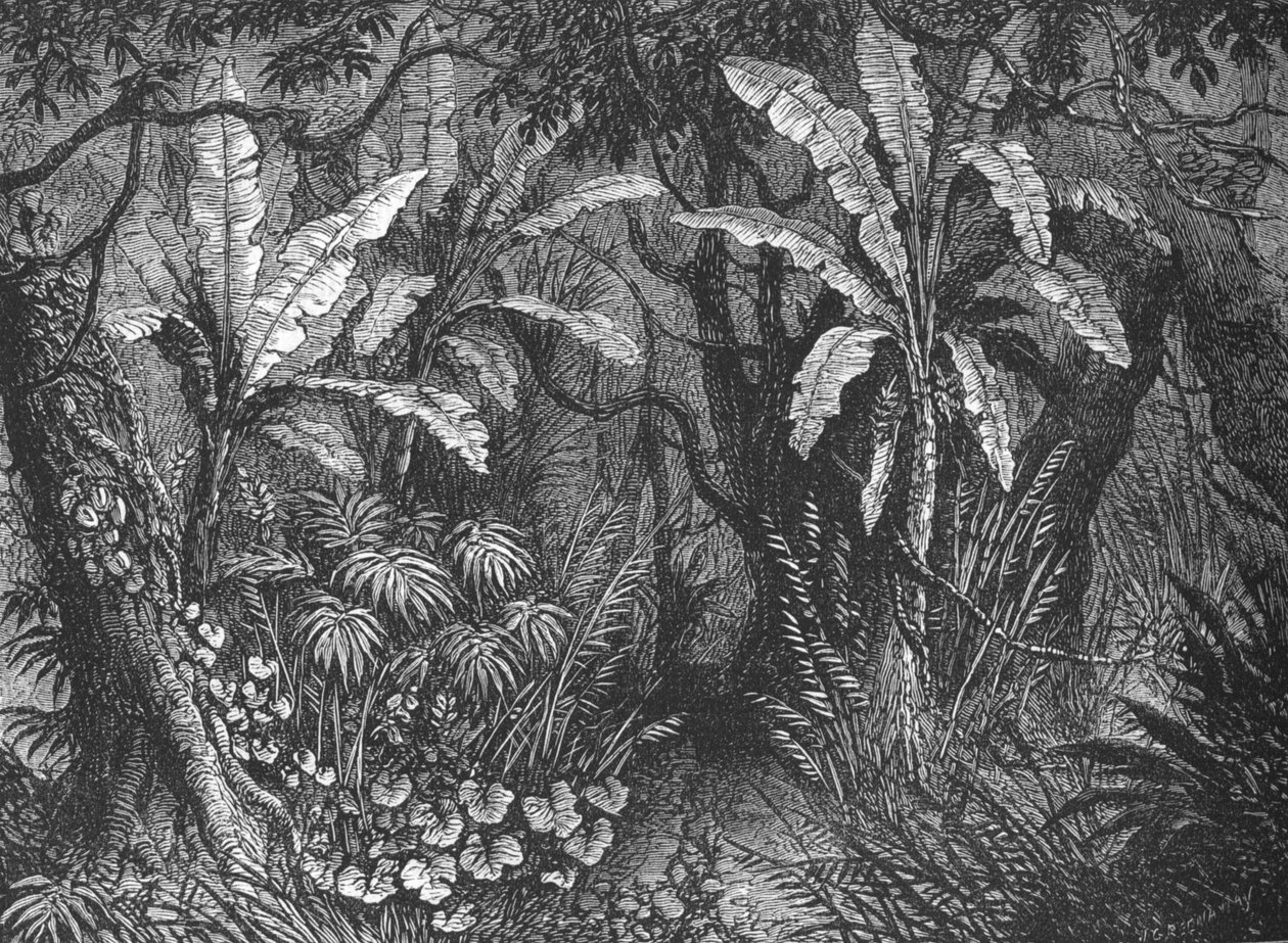 Im Busch, um 1880 von John Greenaway
