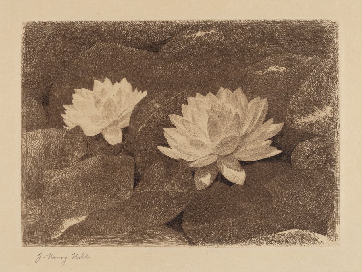 Seerosen von John Henry Hill