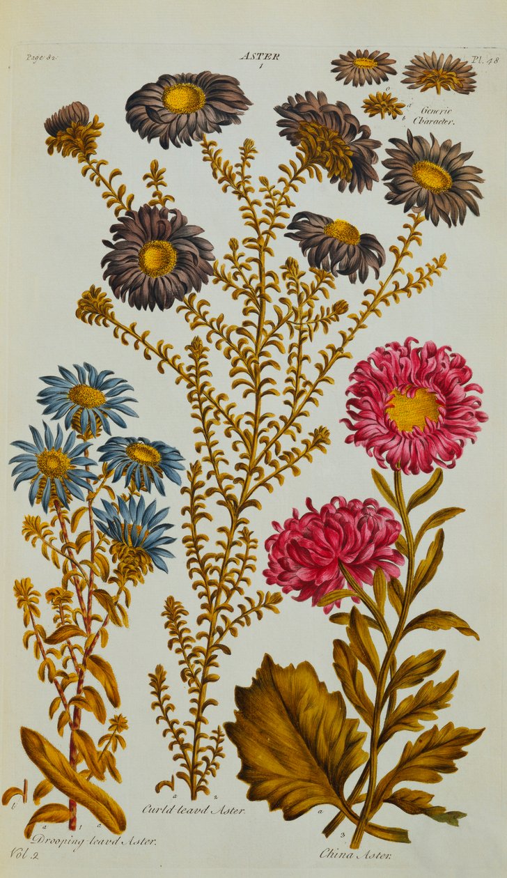 Aster, 1759-73 von John Hill