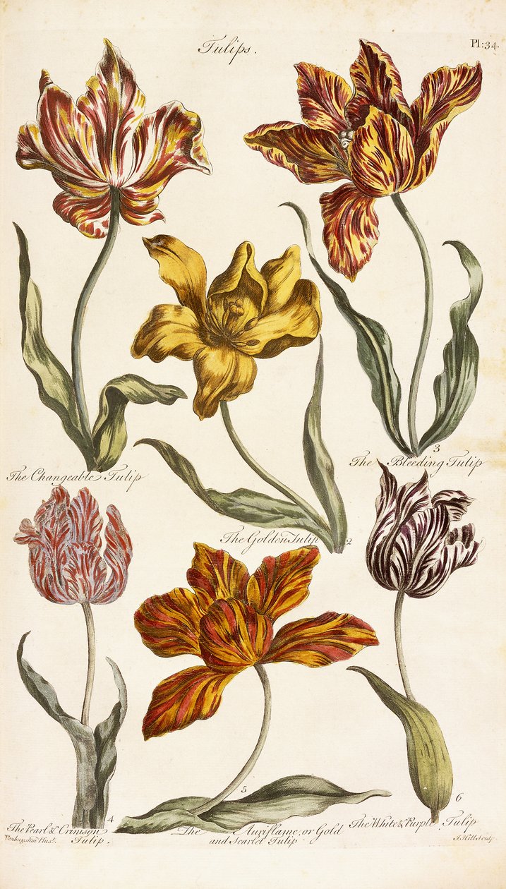 Tulpen, 1842 von John Hill