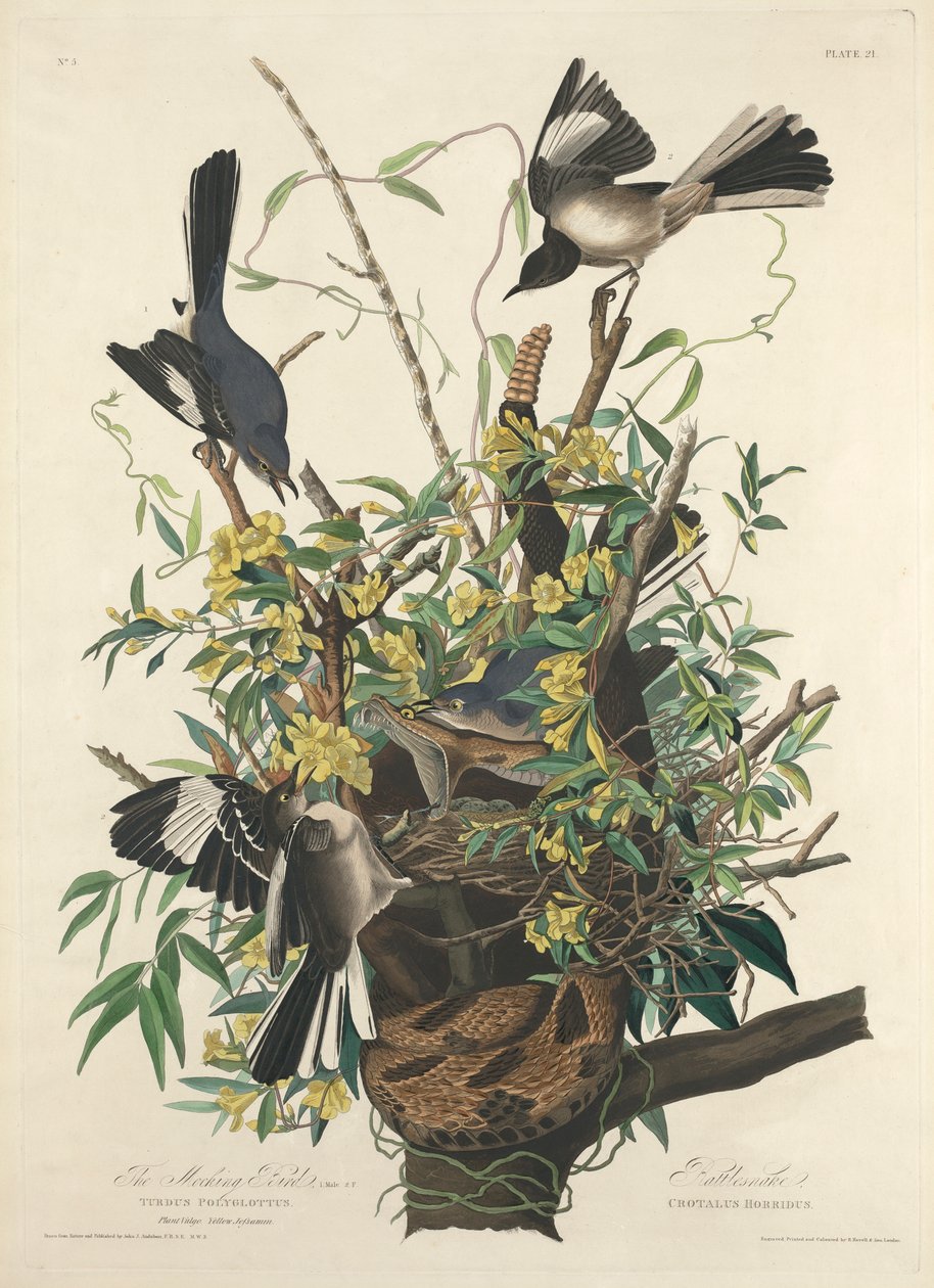 Der Spottdrossel von John James (after) Audubon
