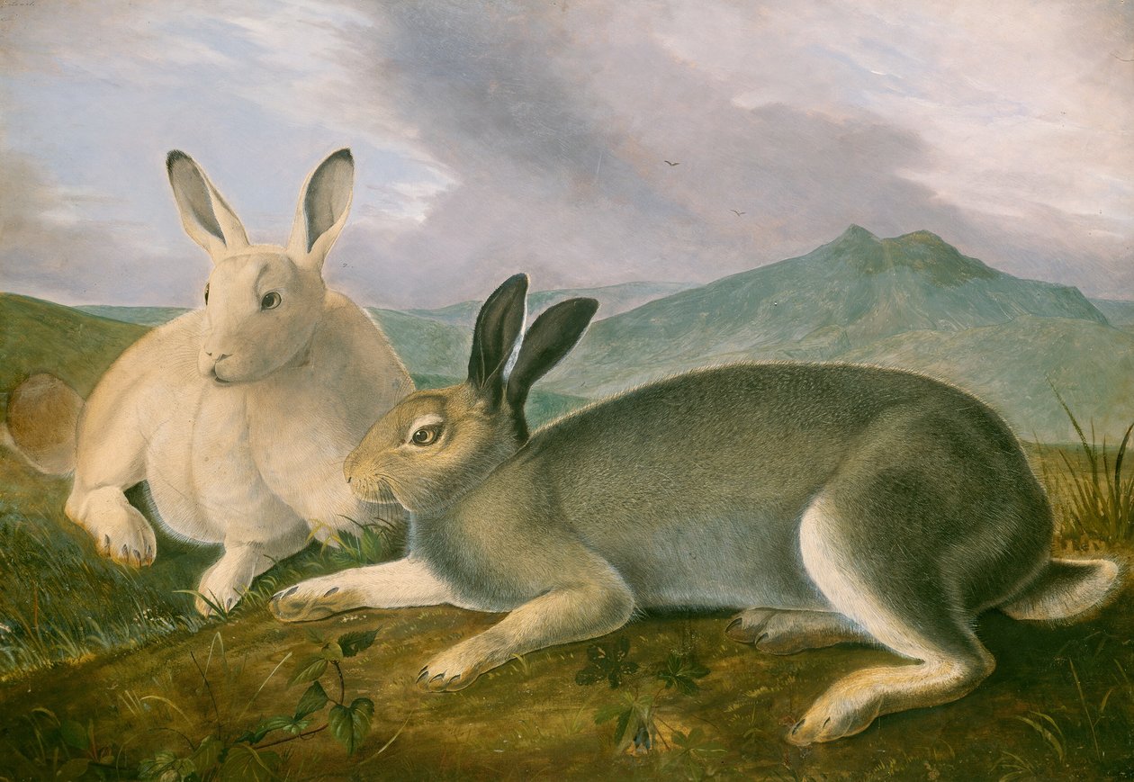 Arktischer Hase, ca. 1841 von John James Audubon