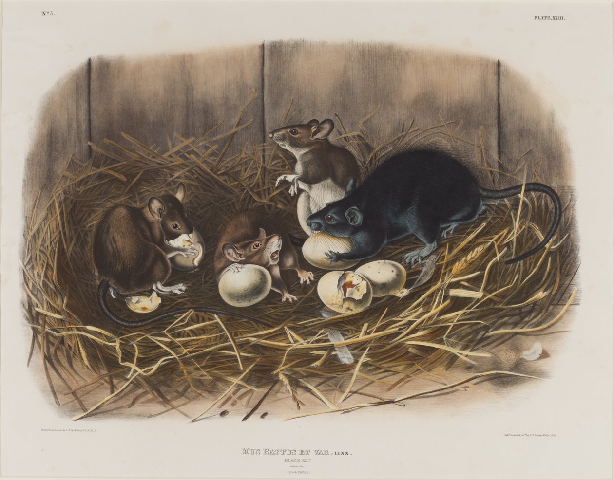 Schwarze Ratte, ca. 1845 von John James Audubon