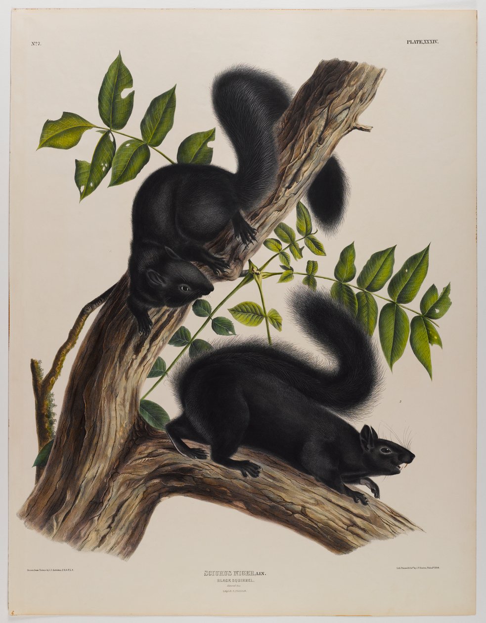 Schwarzes Eichhörnchen von John James Audubon