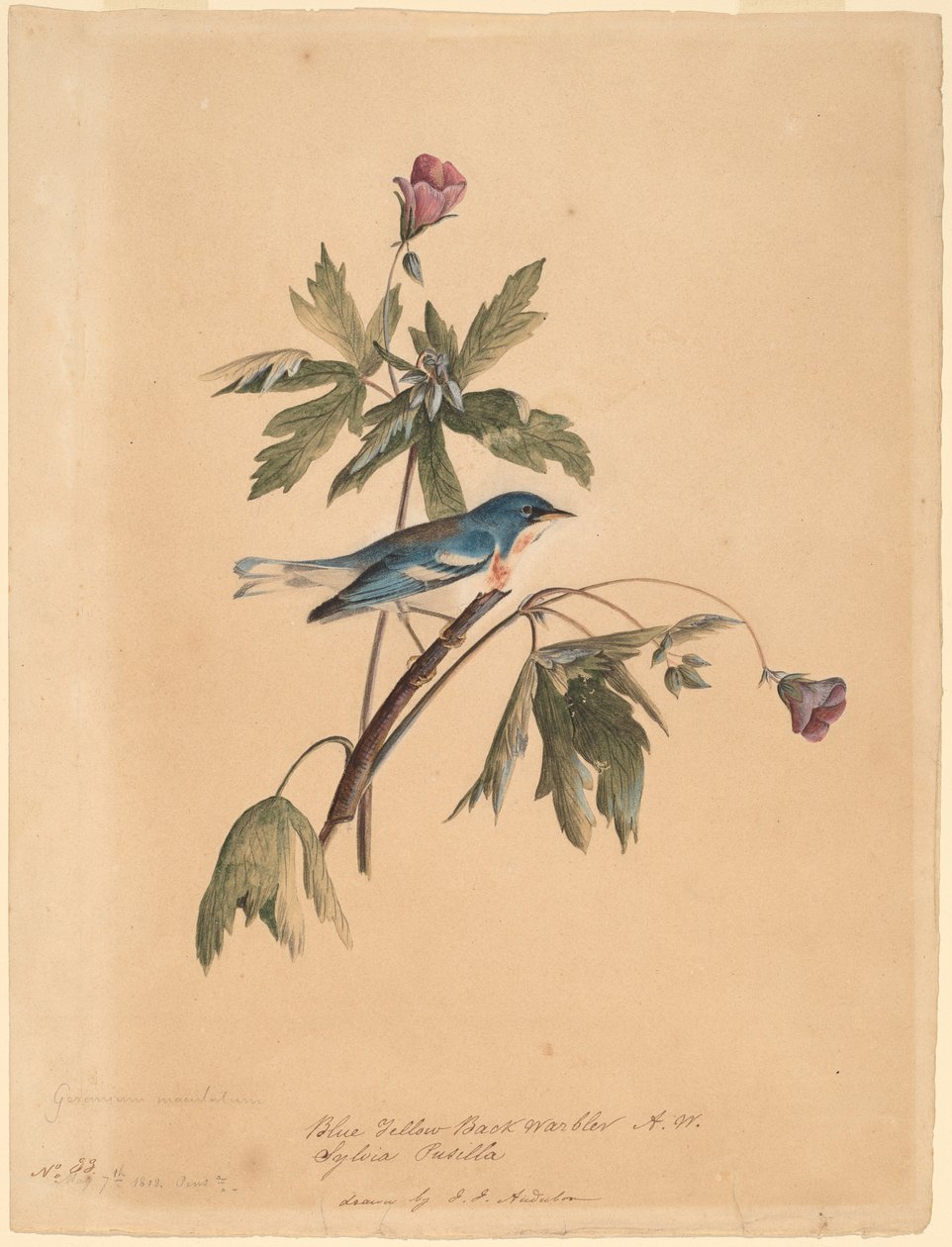 Blaugelber Waldsänger von John James Audubon