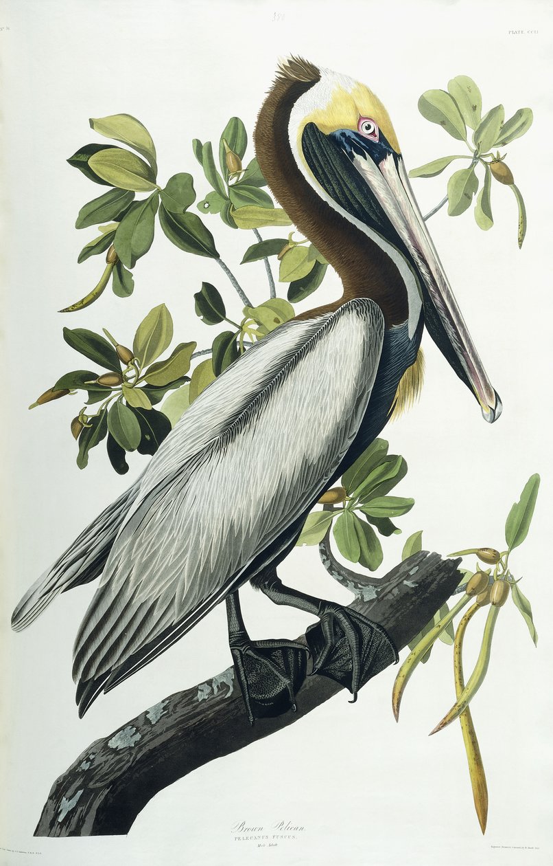 Brauner Pelikan von John James Audubon