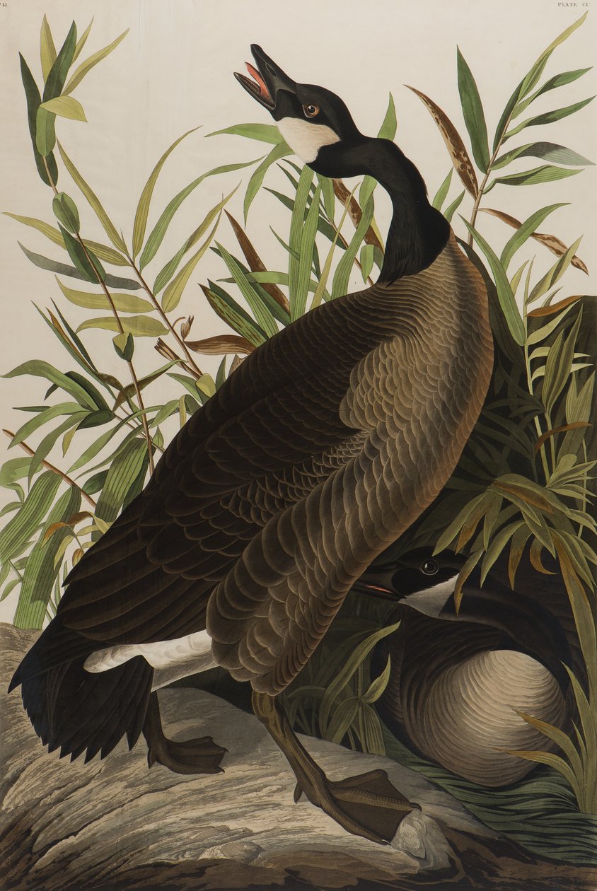 Kanadagans, 1827-1838 von John James Audubon