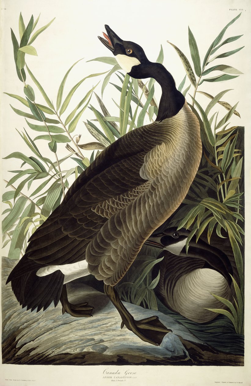 Kanadagans, ca. 1827-1838 von John James Audubon