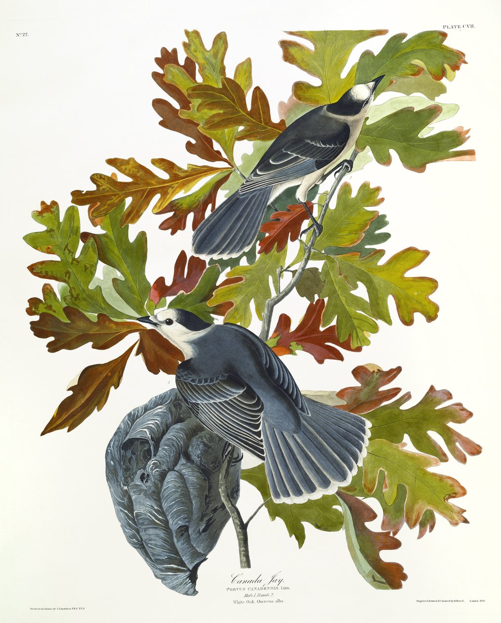 Kanadahäher von John James Audubon