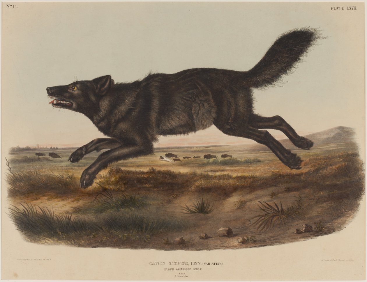 Canis Lupus (Schwarzer amerikanischer Wolf) von John James Audubon