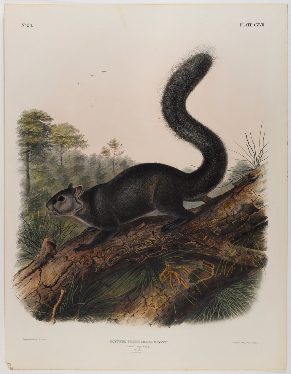 Dunkles Eichhörnchen von John James Audubon