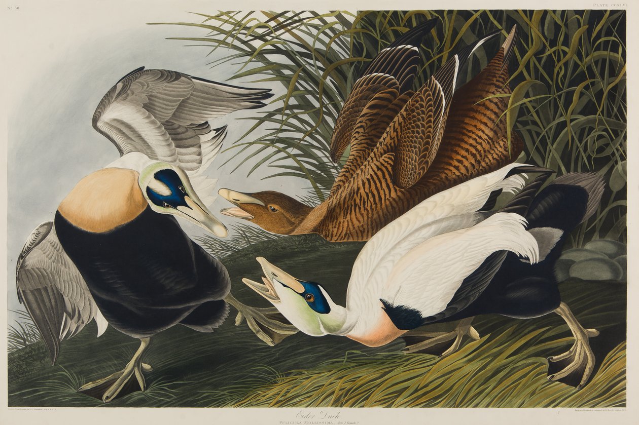 Eiderente, 1835 von John James Audubon