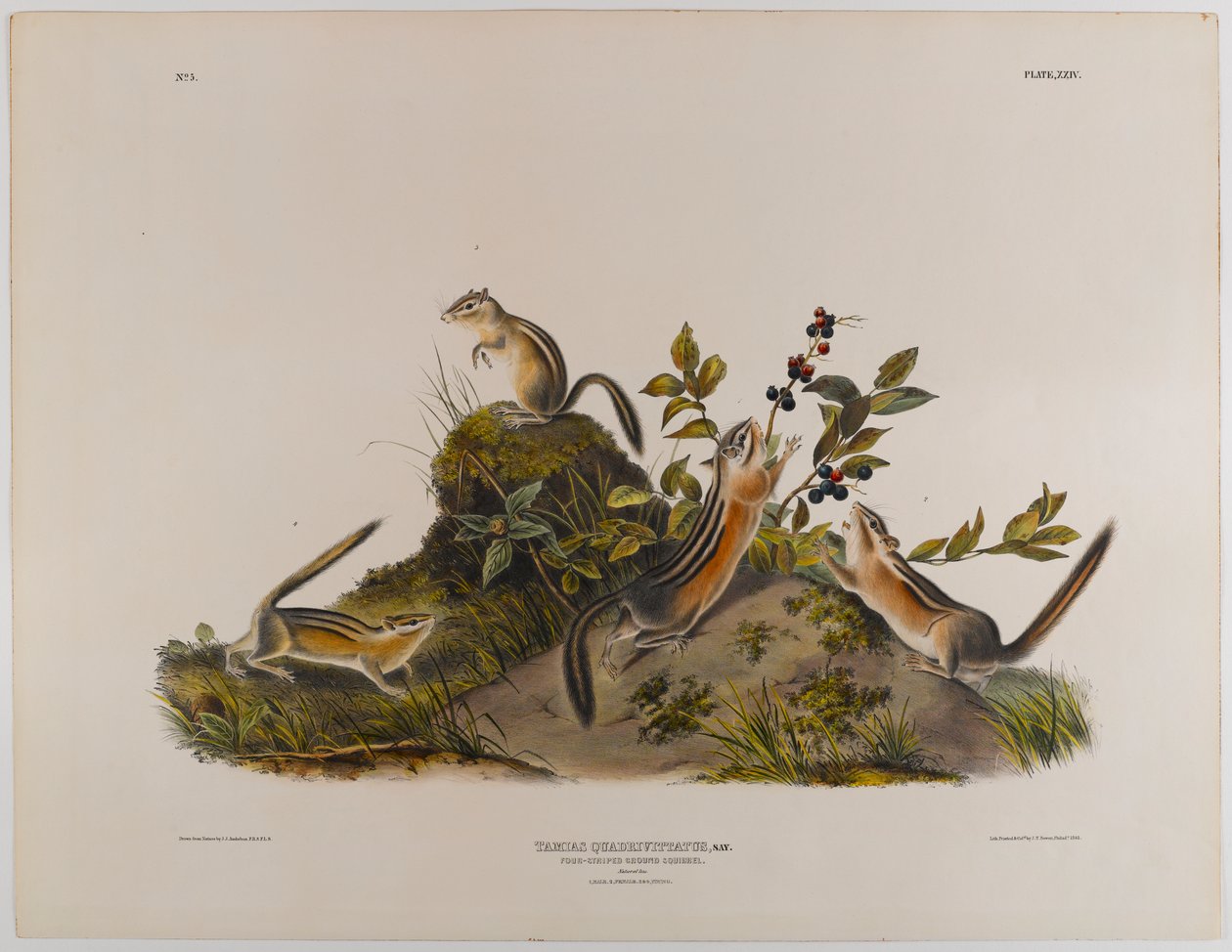 Vierstreifen-Bodenhörnchen von John James Audubon