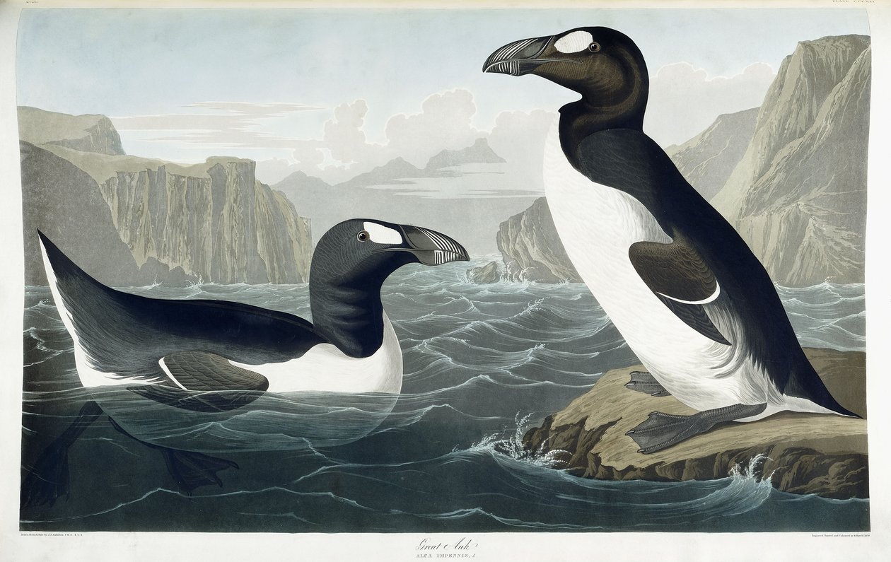 Riesenalk, 1836 von John James Audubon