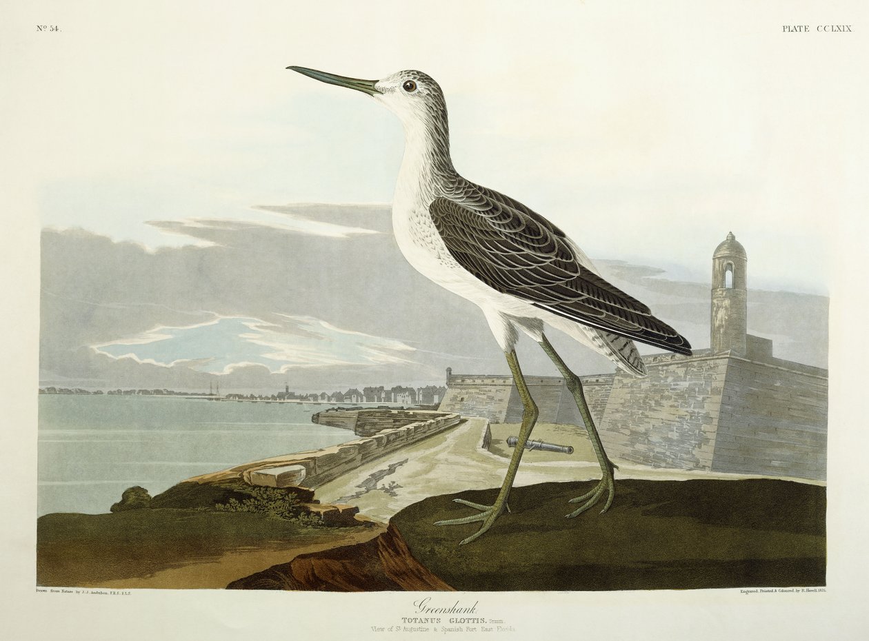 Grünschenkel, Ansicht des St, 1835 von John James Audubon
