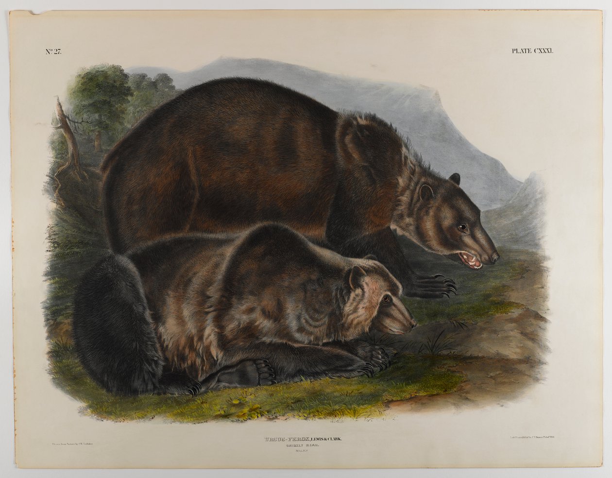 Grizzlybär von John James Audubon