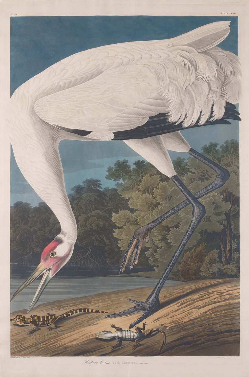 Schreikranich, 1834 von John James Audubon