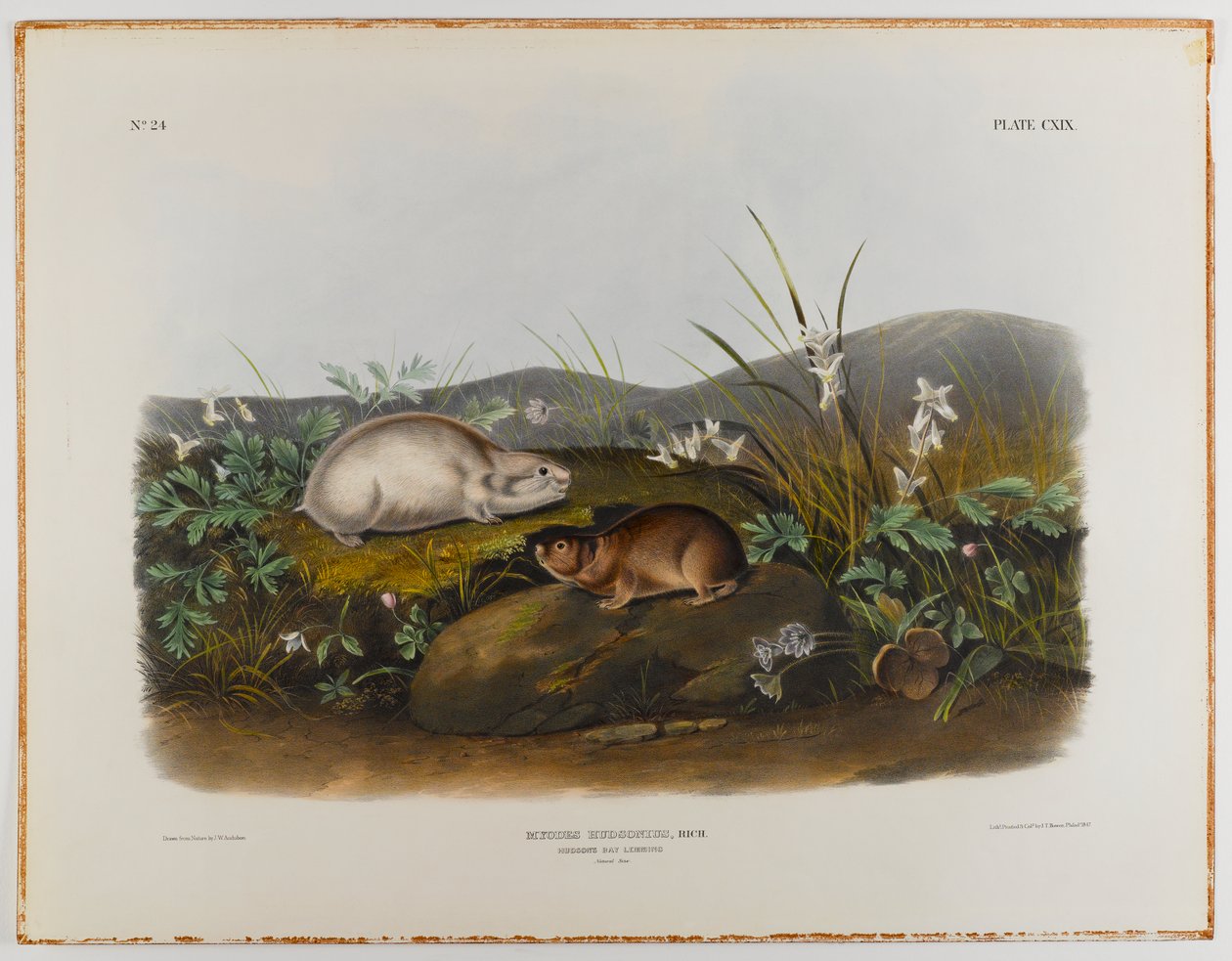 Hudson-Bay-Lemming von John James Audubon