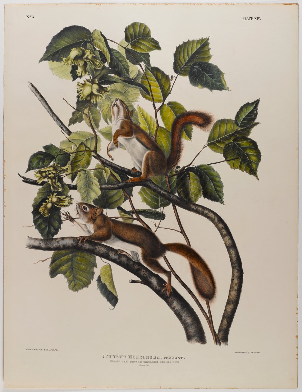 Hudsons Bay Eichhörnchen von John James Audubon