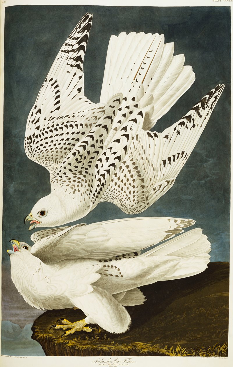Isländischer oder Jer-Falke. Gerfalke von John James Audubon