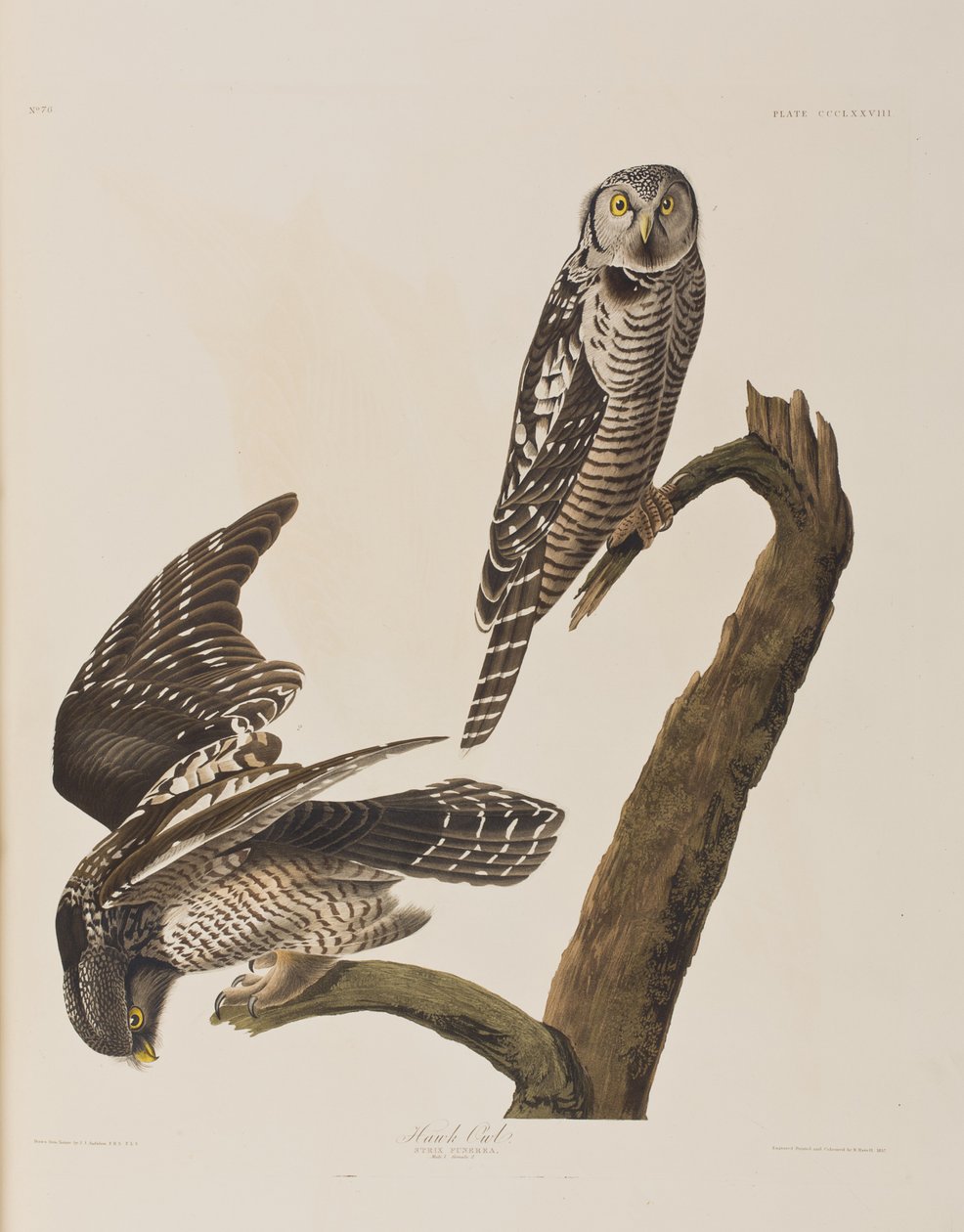 Illustration aus 