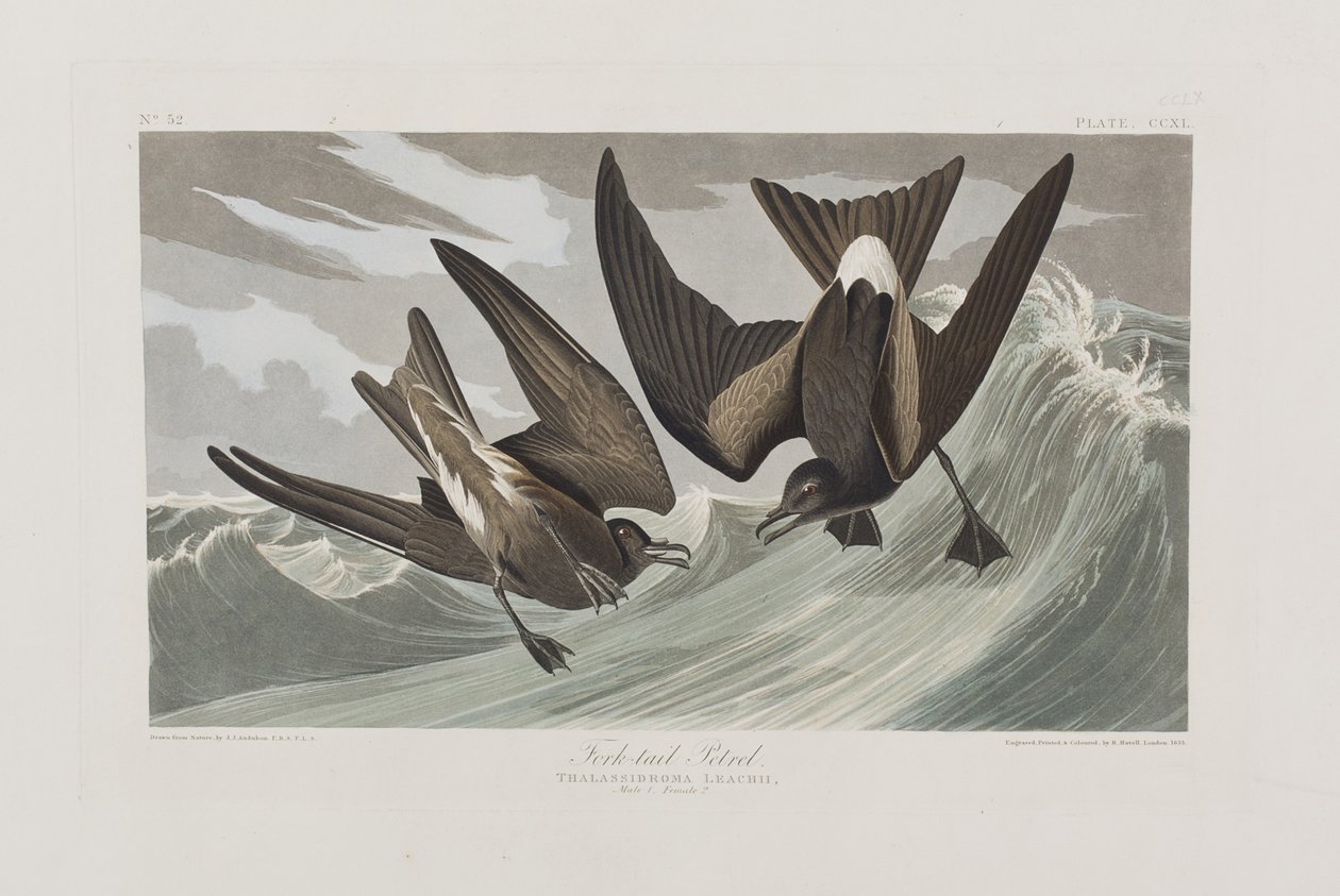 Illustration aus 