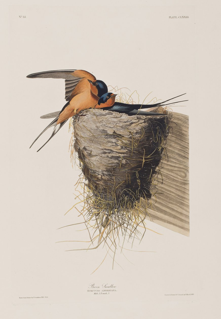 Illustration aus 