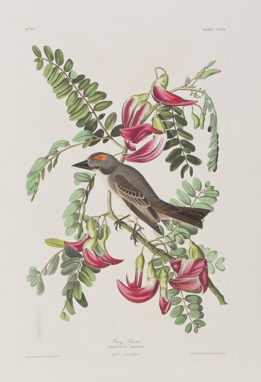 Illustration aus 