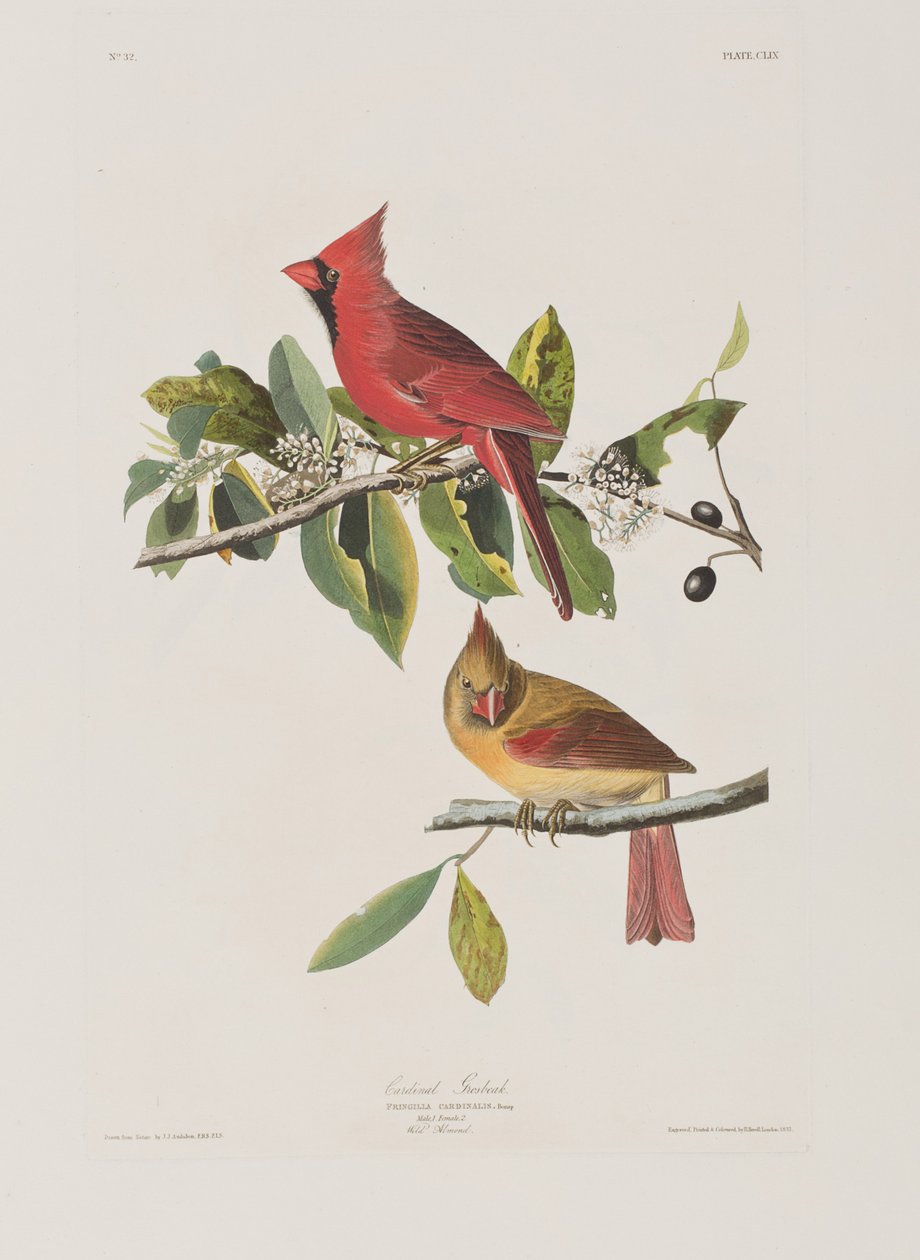 Illustration aus 