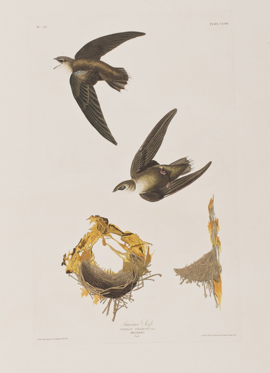 Illustration aus 