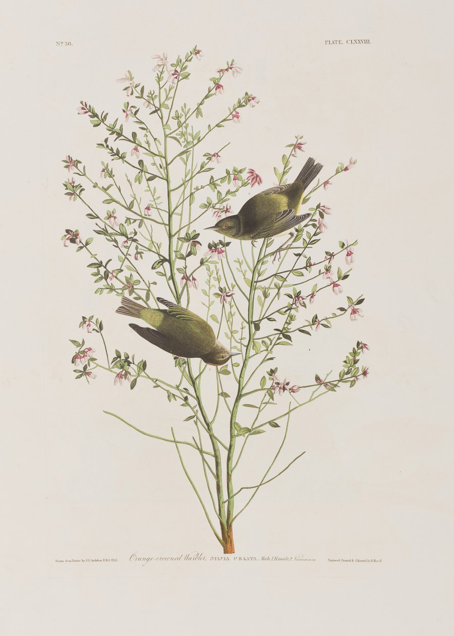 Illustration aus 