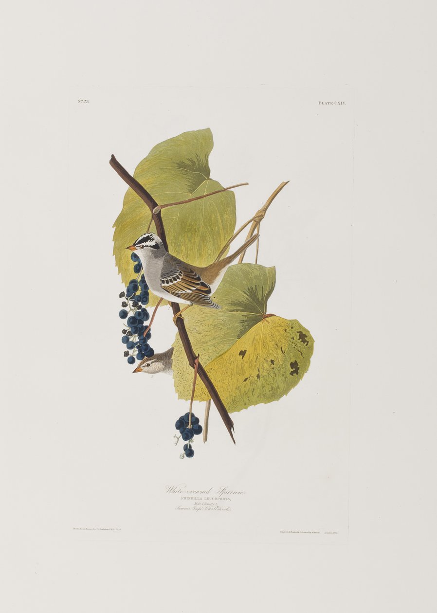 Illustration aus 