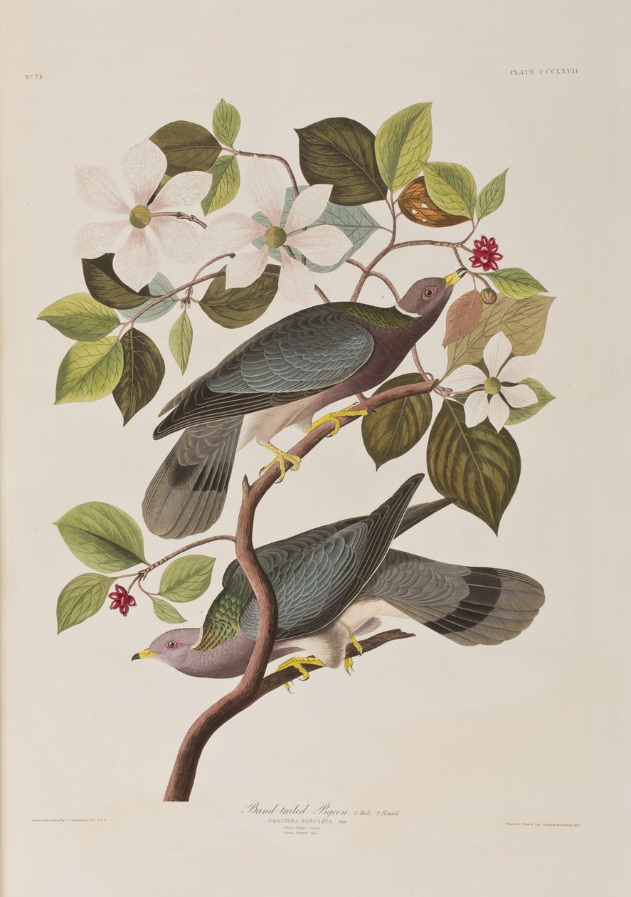 Illustration aus 