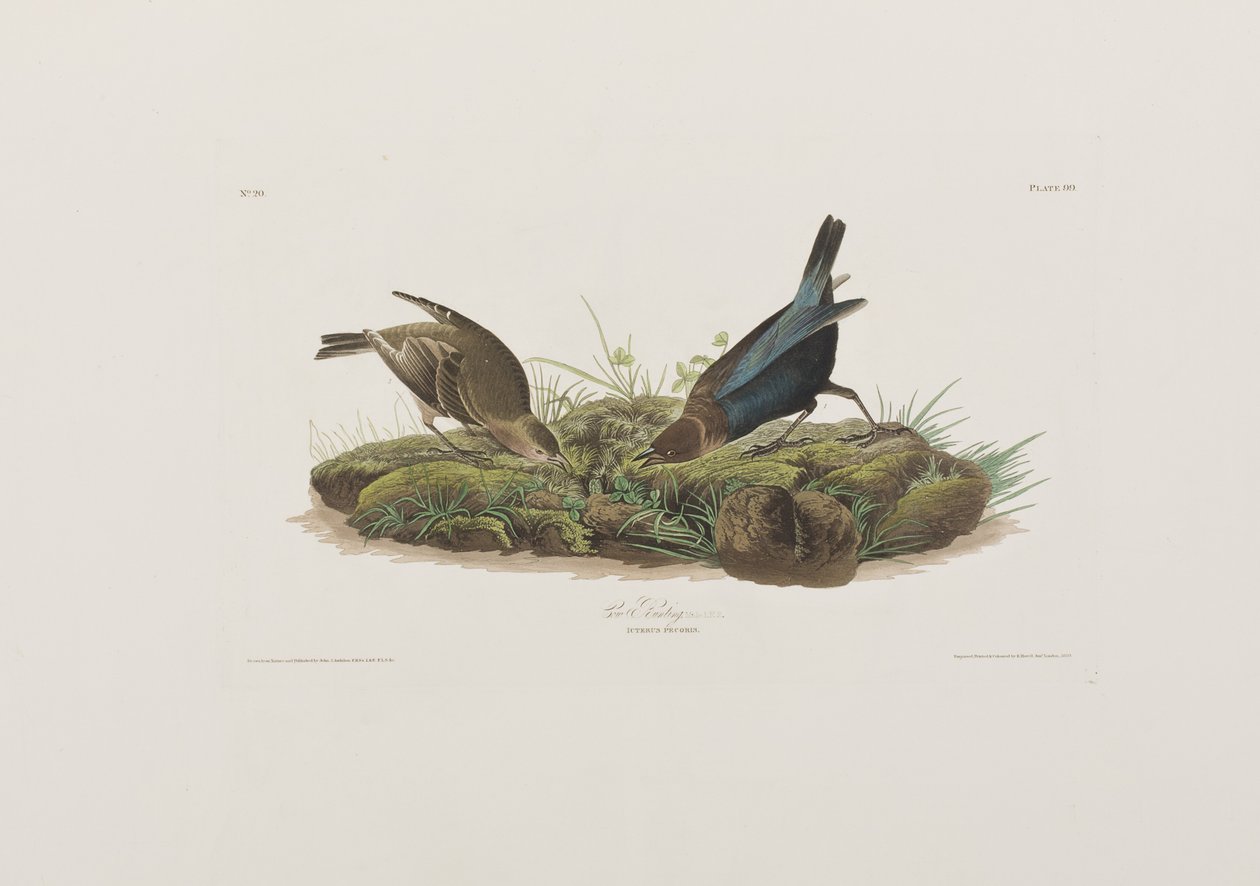 Illustration aus 