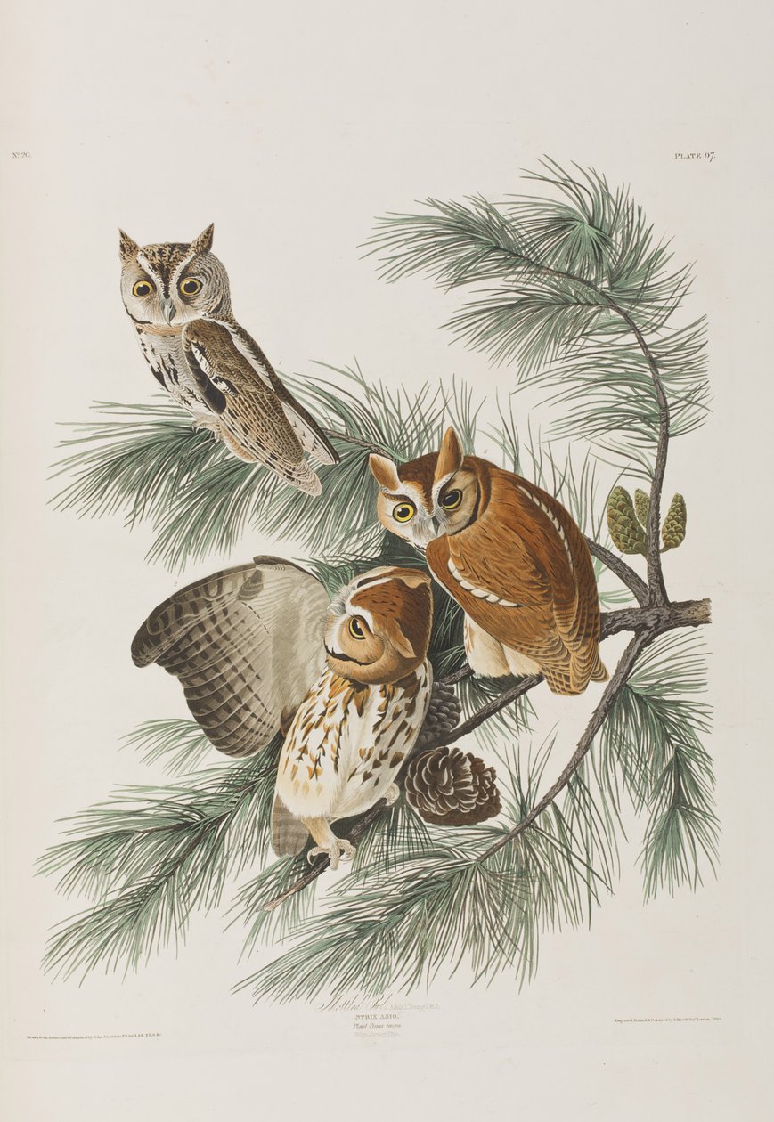 Illustration aus 