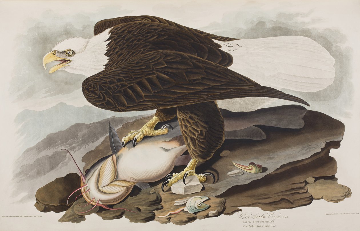 Illustration aus 