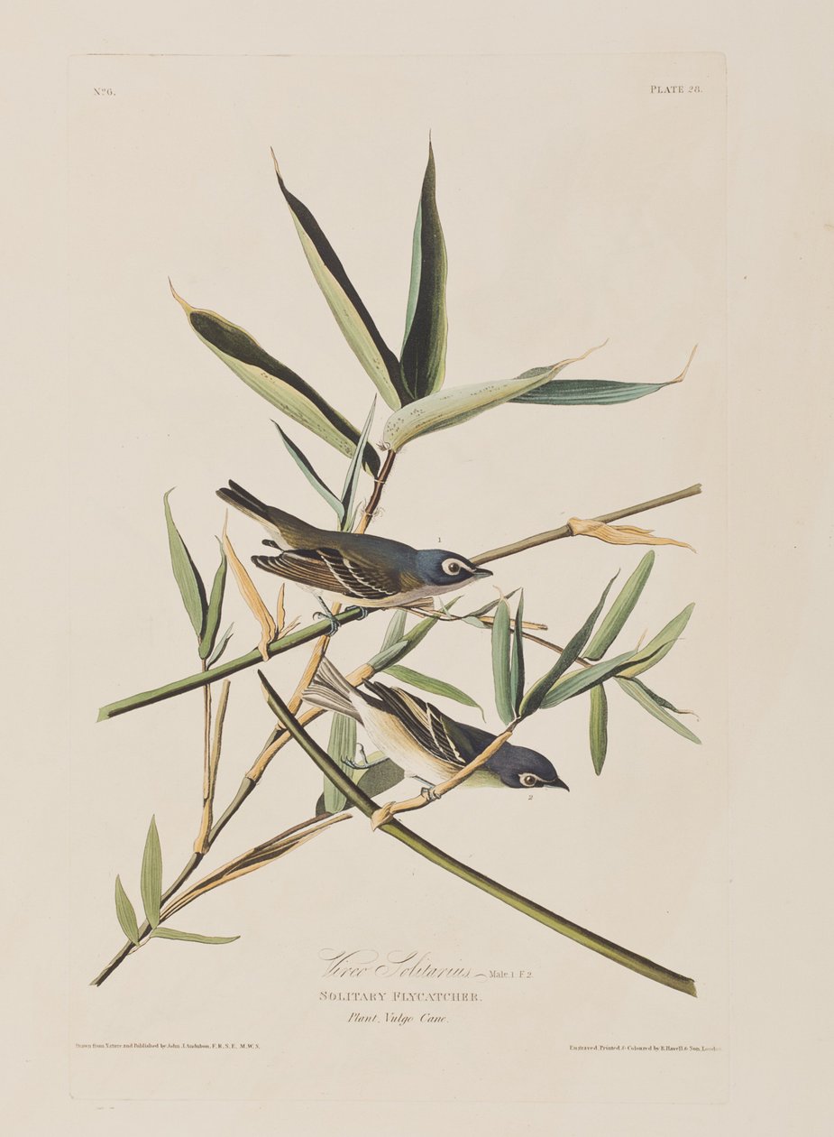Illustration aus 