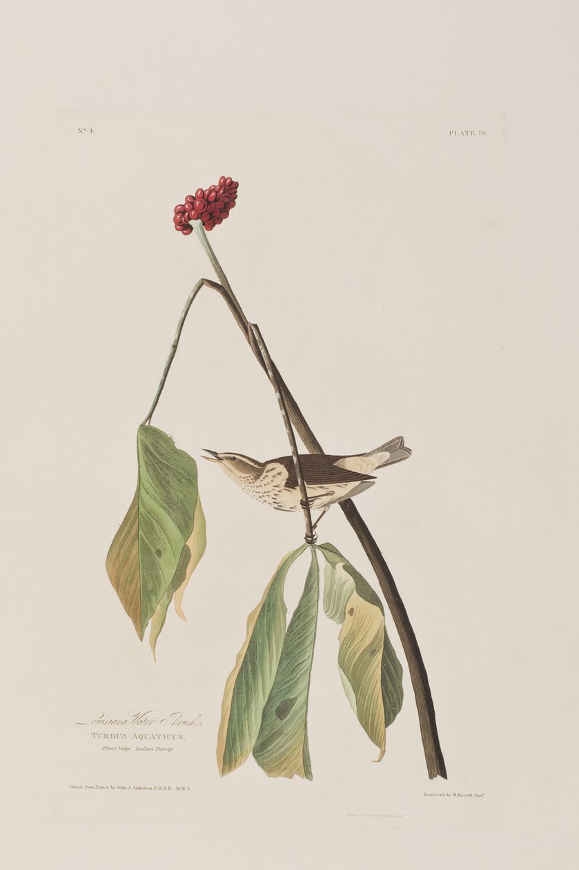 Illustration aus 