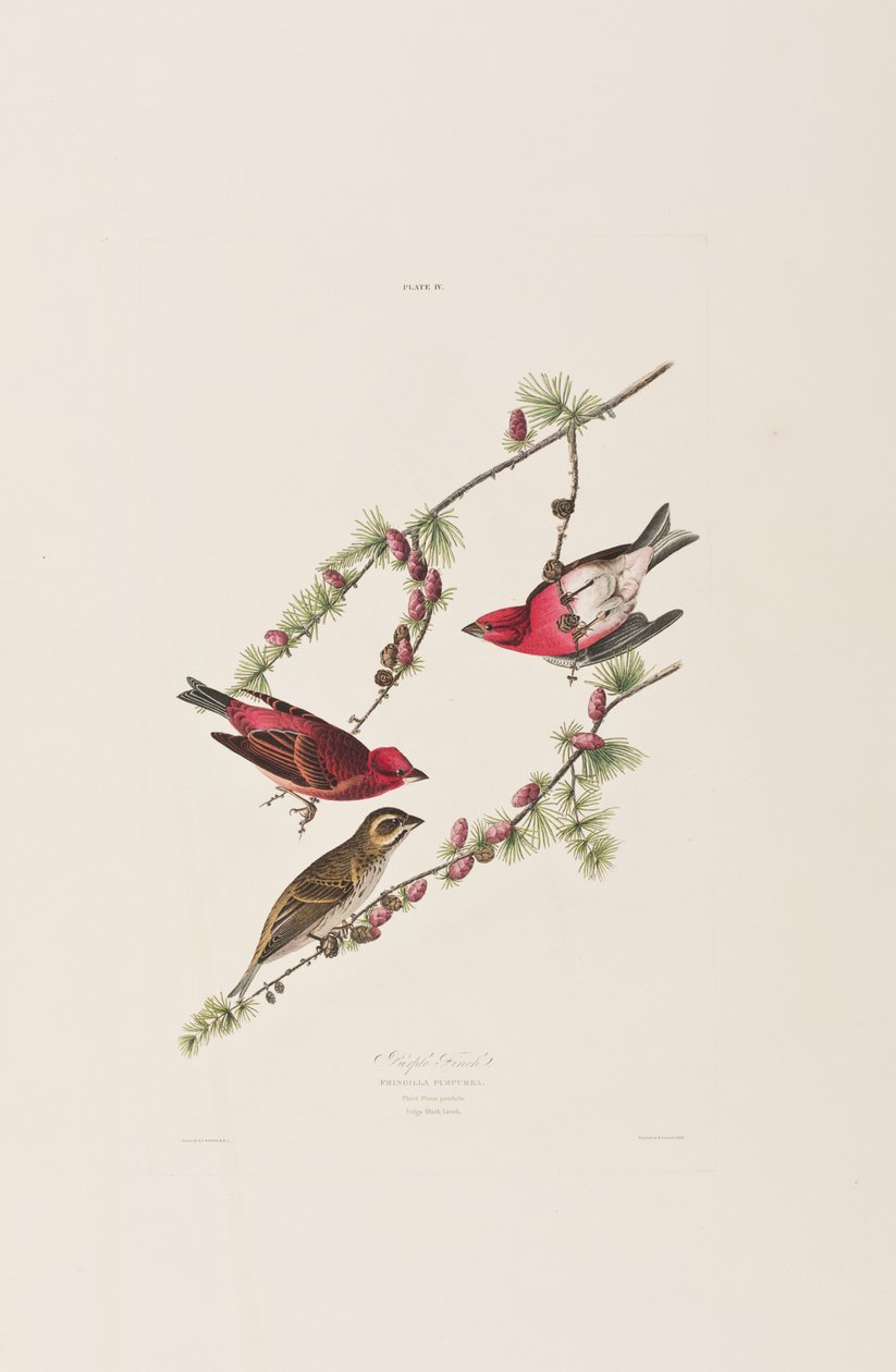 Illustration aus 