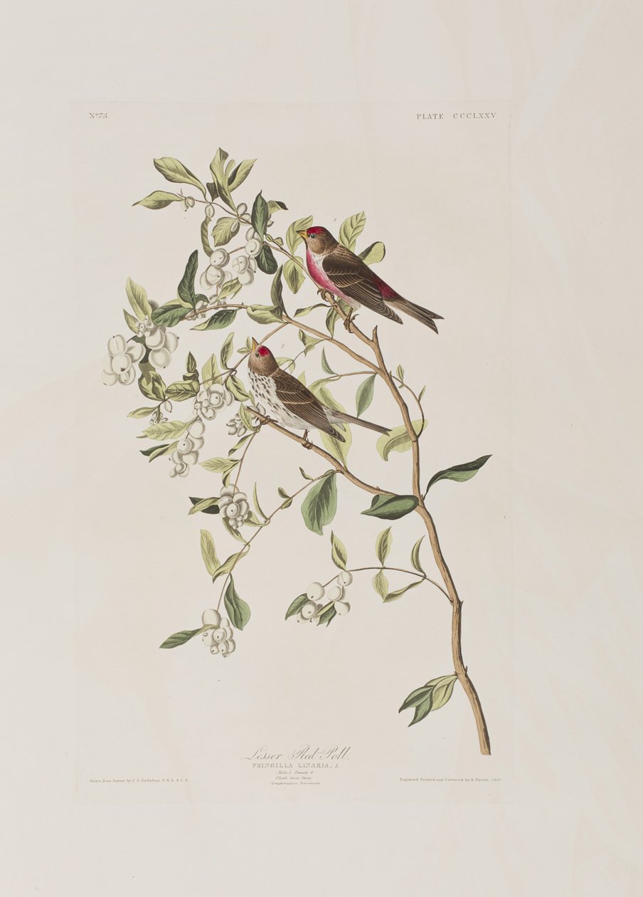 Illustration aus 