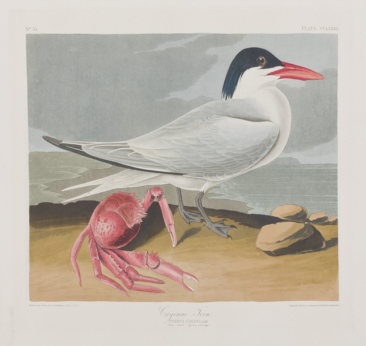 Illustration aus 