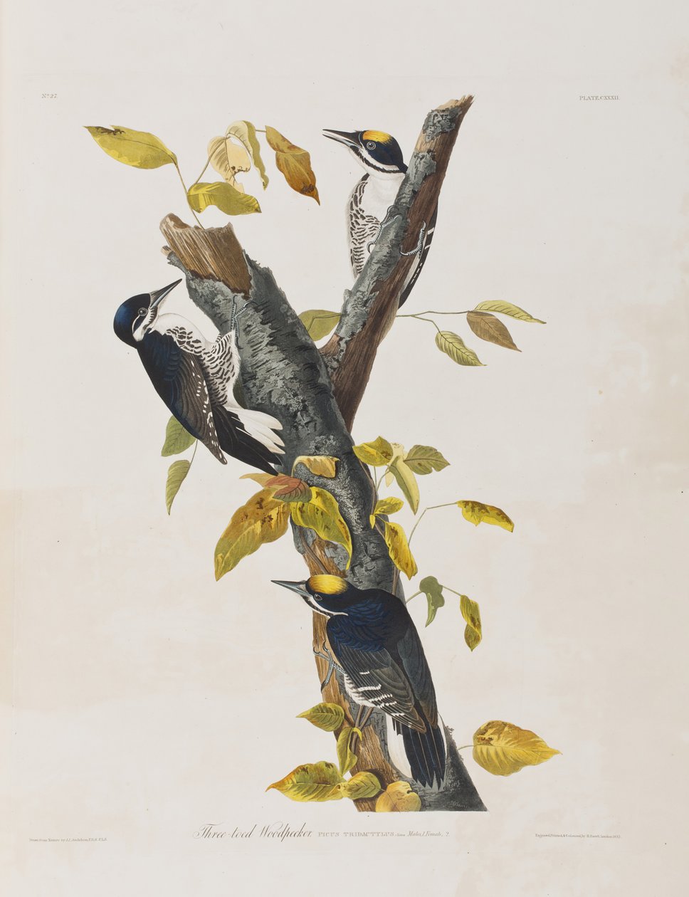 Illustration aus 