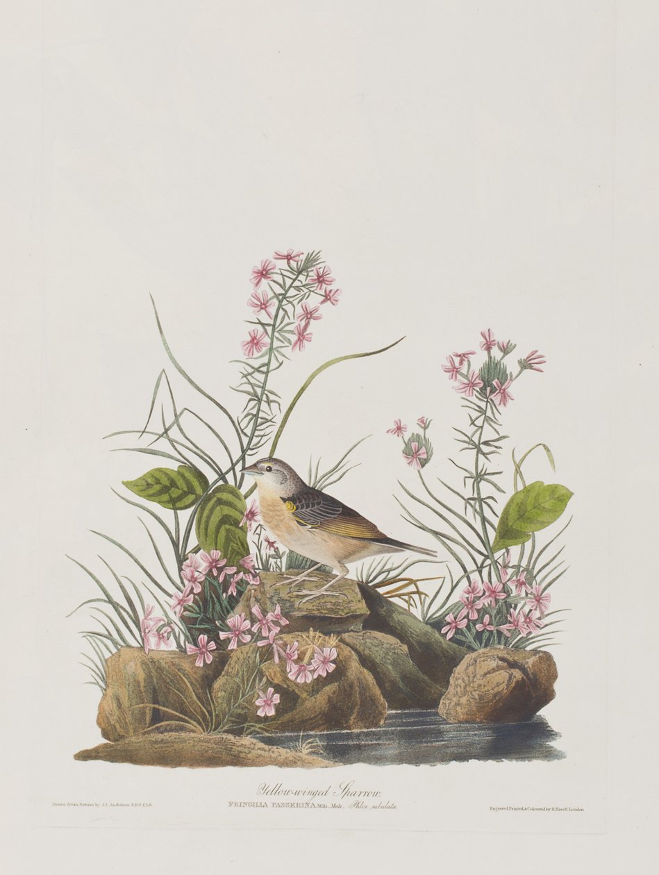 Illustration aus 