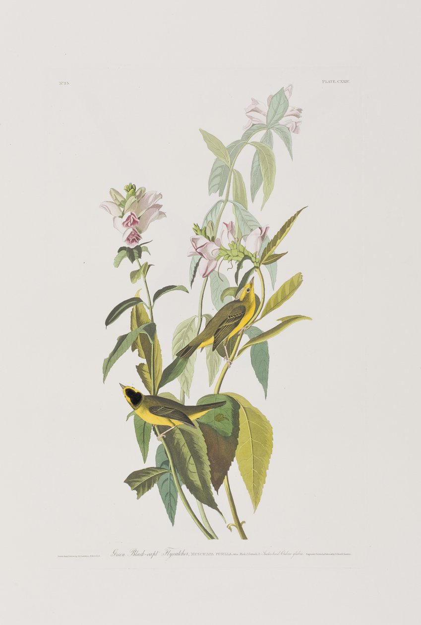 Illustration aus 