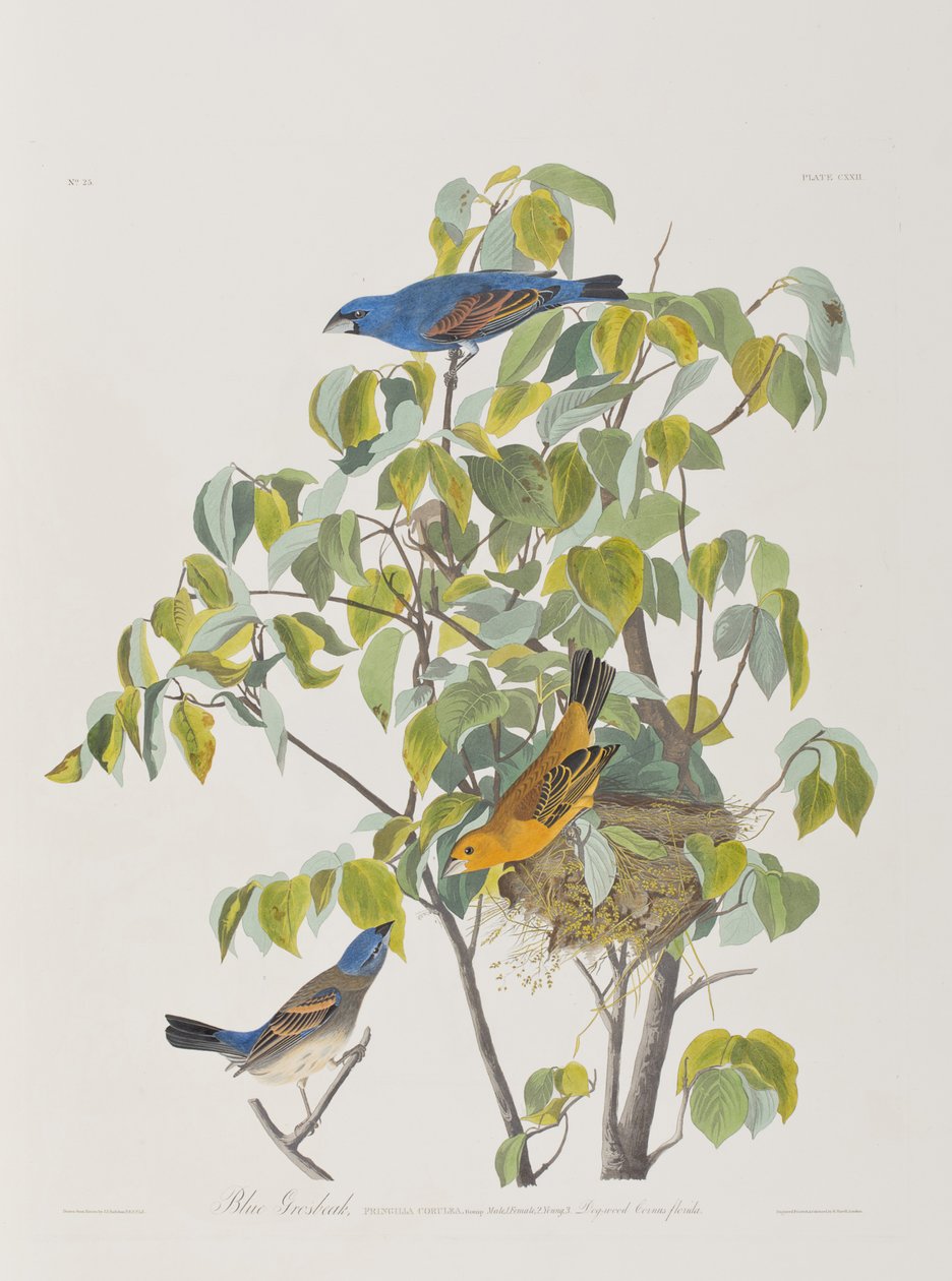 Illustration aus 