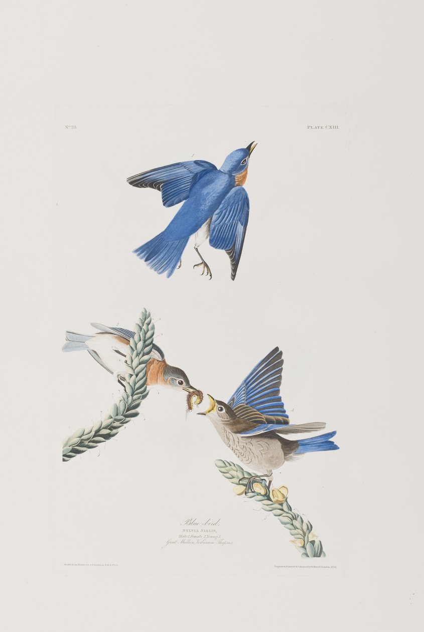 Illustration aus 